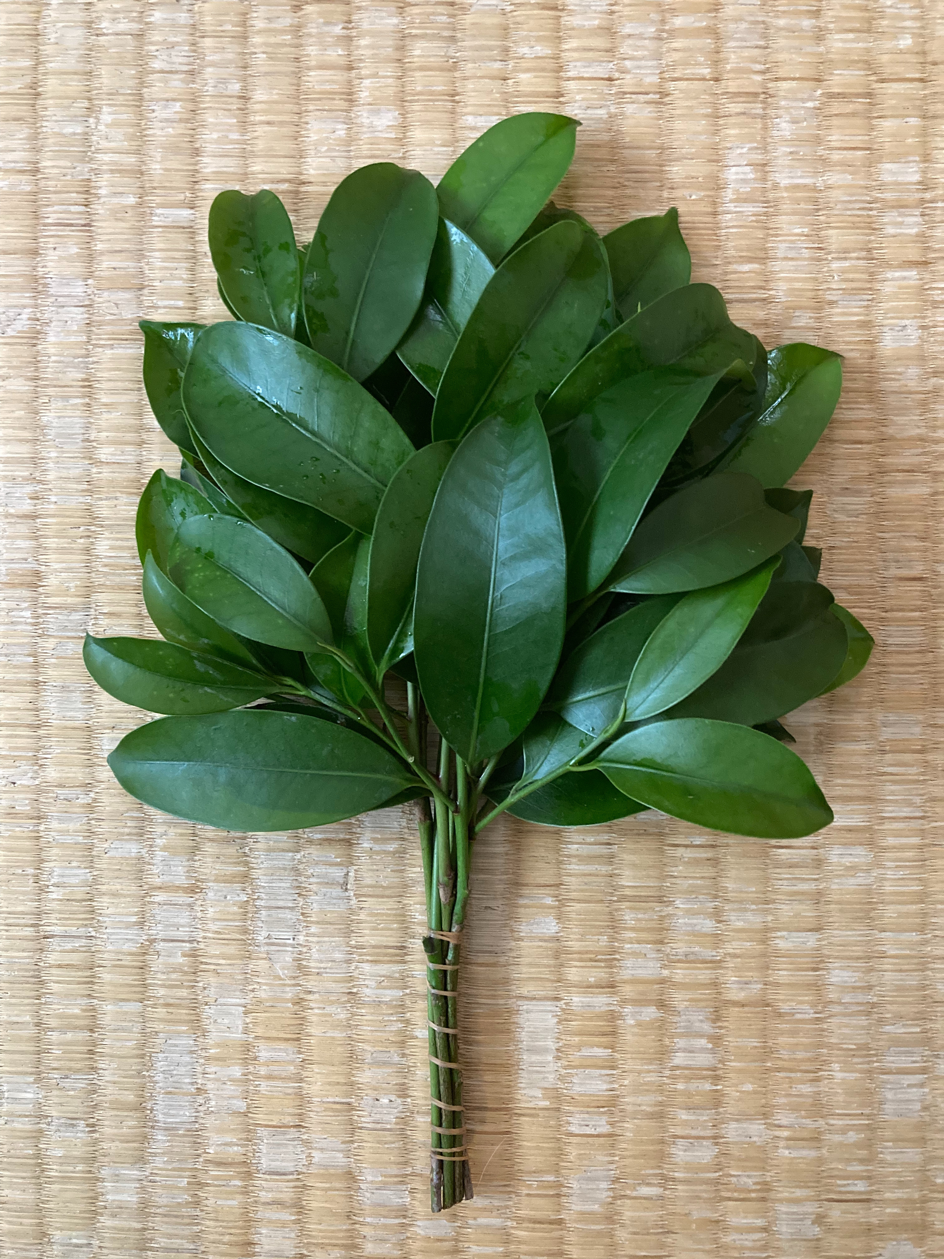七福榊