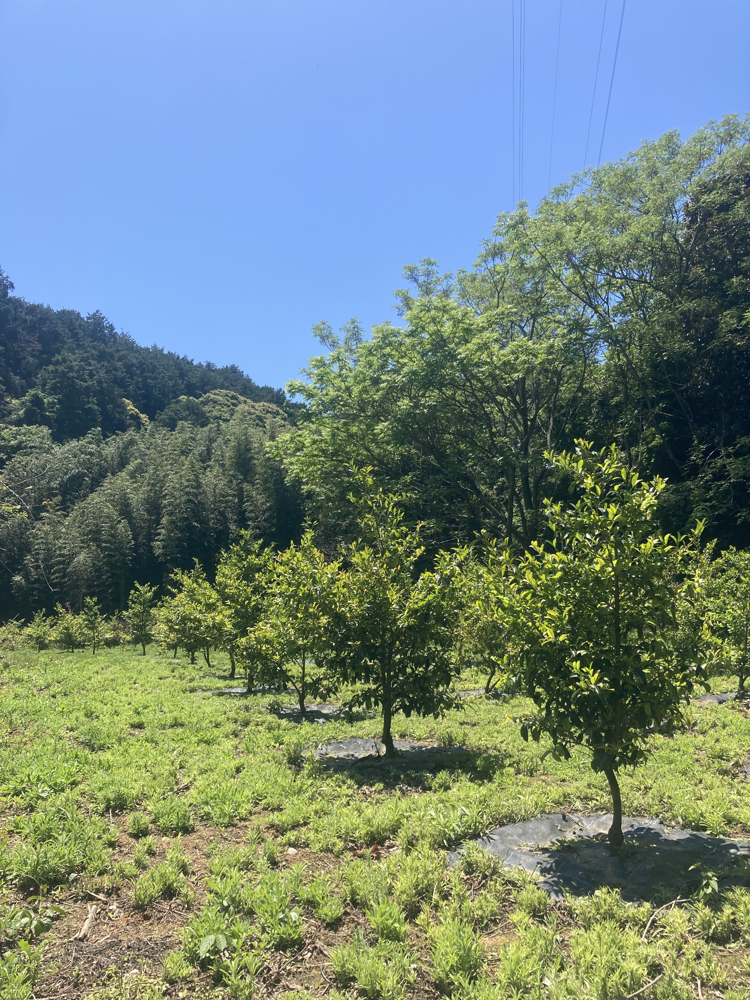 七福榊の圃場